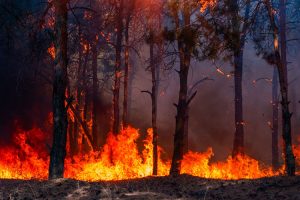 Υποχρεωτική κάλυψη φυσικών φαινομένων