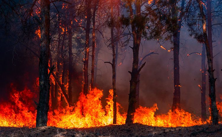  Υποχρεωτική κάλυψη φυσικών φαινομένων